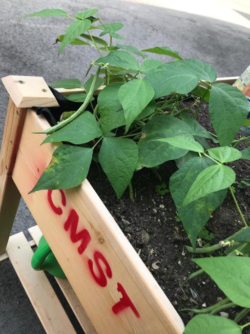 Planting Veggies4